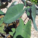 Black Marble Taro