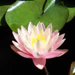 Changeable Orange Water Lily