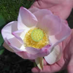 Charlie Thomas Lotus