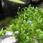 Forget-me-not