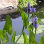 Pickerel Rush