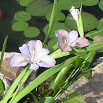 Pink Iris