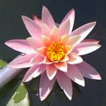 Pink lily