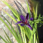 Purple Iris