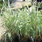 Ribbon Grass
