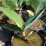 Varigated Canna