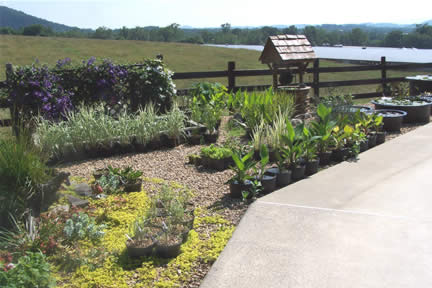 Some plants at Valley Water Gardens