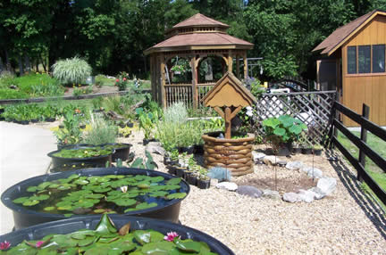 Some plants at Valley Water Gardens