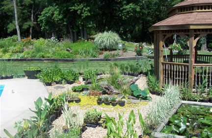 Some plants at Valley Water Gardens