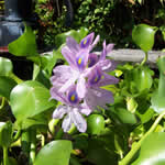 Water Hyacinth