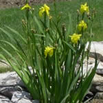 Yellow Iris