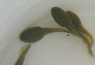 Bullfrog Tadpole