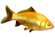 Yellow Metalic Comet